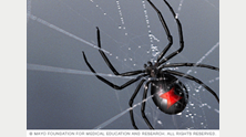 Black widow spider 
