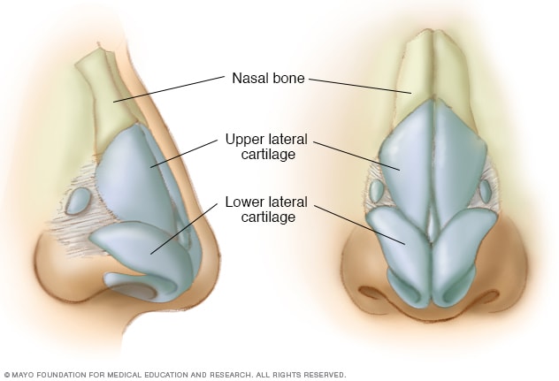 human nose bone anatomy