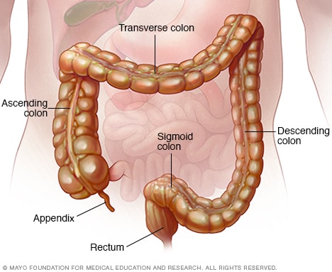 Ilustración que muestra el colon y el recto