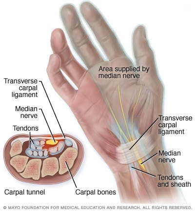 Anatomía del túnel carpiano