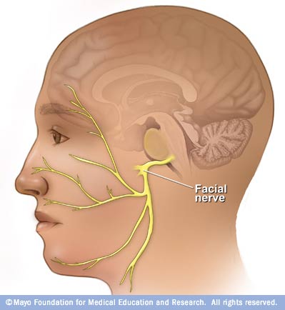 Illustration of facial nerve