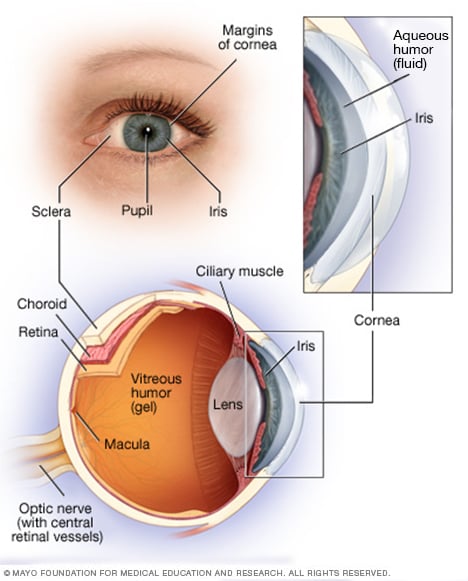 眼部解剖结构