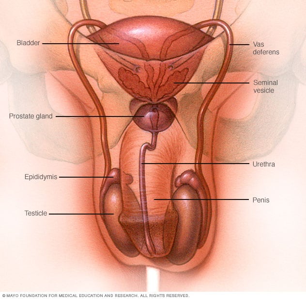 Male Sexual Anatomy  Penis, Scrotum and Testicles