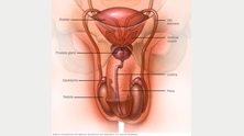 The male reproductive system