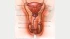 Male reproductive system