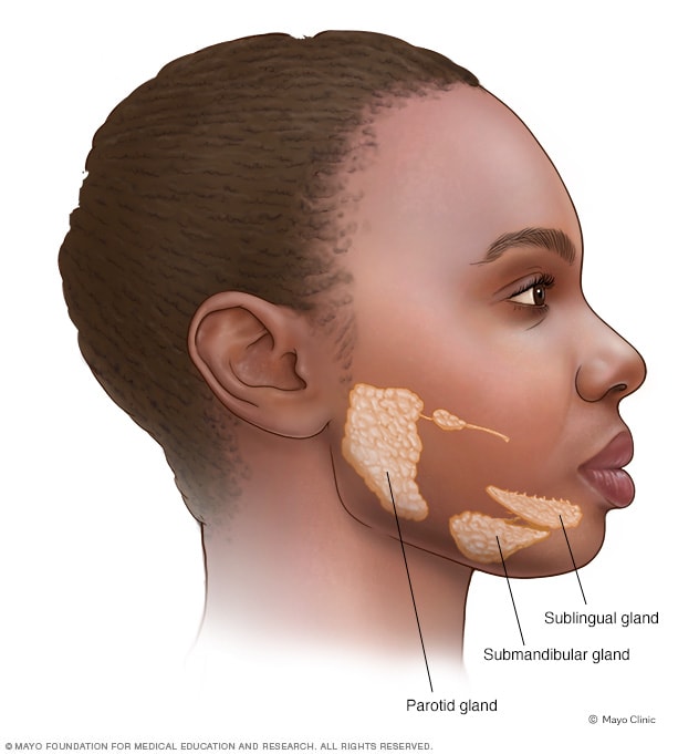 Ubicación de las glándulas salivales