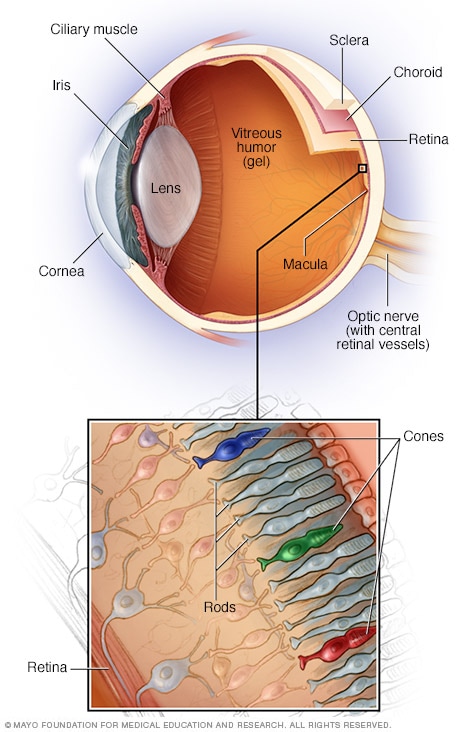 partes del ojo interno