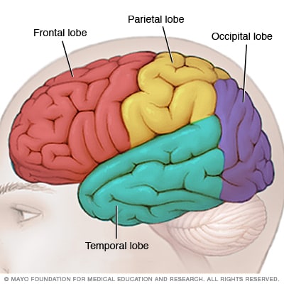 Lóbulos del cerebro