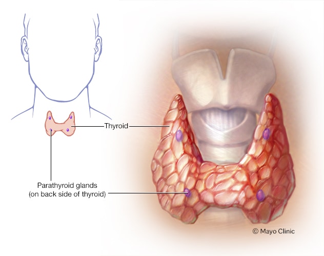 hyperparathyroidism and hypoparathyroidism