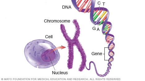 Chromosomes Genes And Dna Diagram