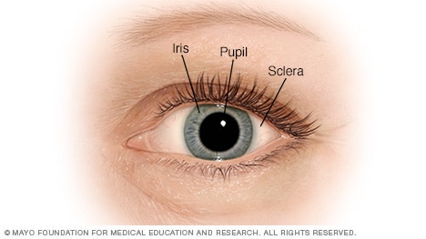 The pupil, iris and sclera