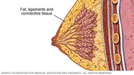 Fat, ligaments and connective tissue in the breast