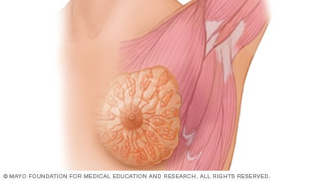 Female breast anatomy - Mayo Clinic