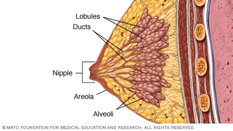 Borst anatomie