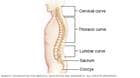 The spine showing cervical, thoracic and lumbar curves
