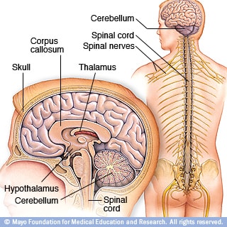 Ilustración del cerebro y el sistema nervioso