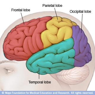 Ilustración de los lóbulos cerebrales