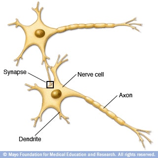 Illustration of how nerve cells connect