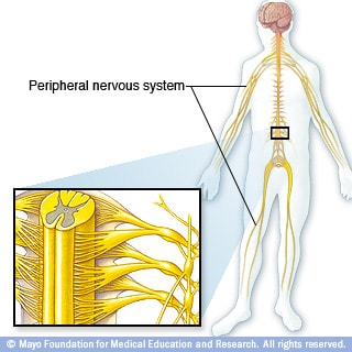 Illustration of how nerves run through the body