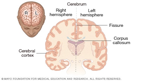 Cómo funciona el cerebro - Mayo Clinic