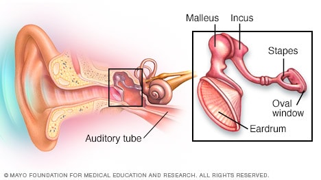 Illustration showing bones of the middle ear