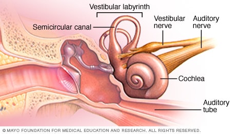 Illustration showing parts of the inner ear
