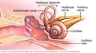 Partes del oído interno