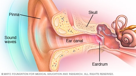 Illustration showing parts of the outer ear