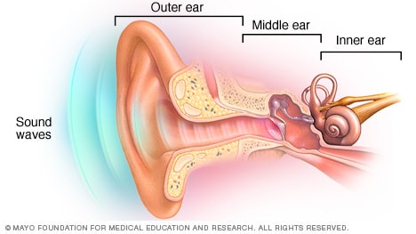Illustration showing the outer ear, middle ear and inner ear