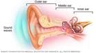 Outer ear, middle ear and inner ear