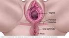 Ilustración de la vagina y el ano