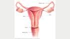女性生殖器官的位置