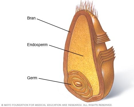 Cross section of whole grain showing bran, endosperm and germ