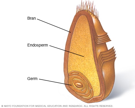 Corte transversal del grano completo que muestra el salvado, el endospermo y el germen