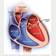 Cavidades y válvulas del corazón