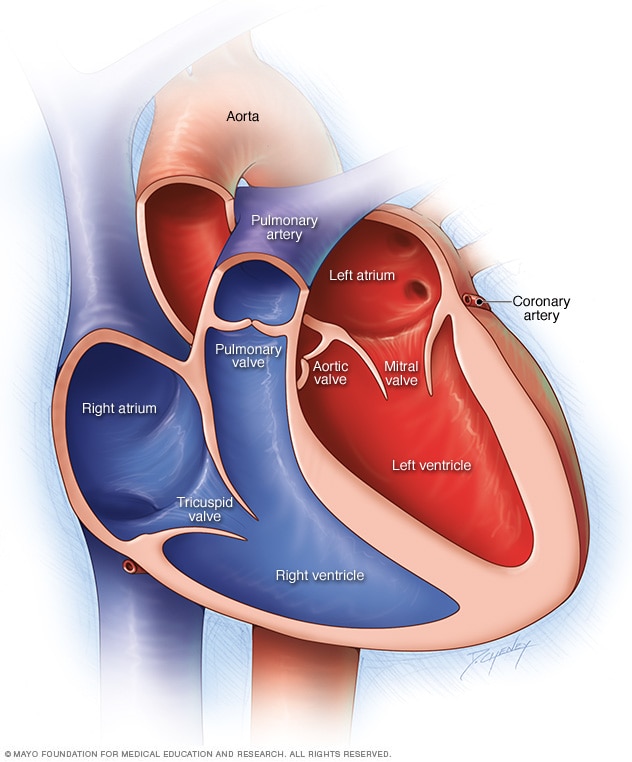 Chambers and valves of the heart - Mayo Clinic diagram of mvr 