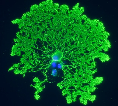 Myelin-producing oligodendrocyte
