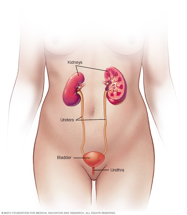 Sistema urinario femenino - Mayo Clinic