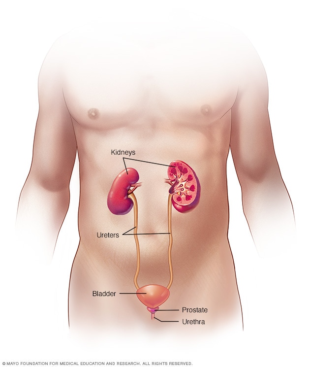 Hematuria a prostatitis alatt