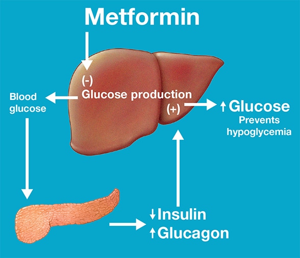 Maintenance of normal blood glucose concentrations