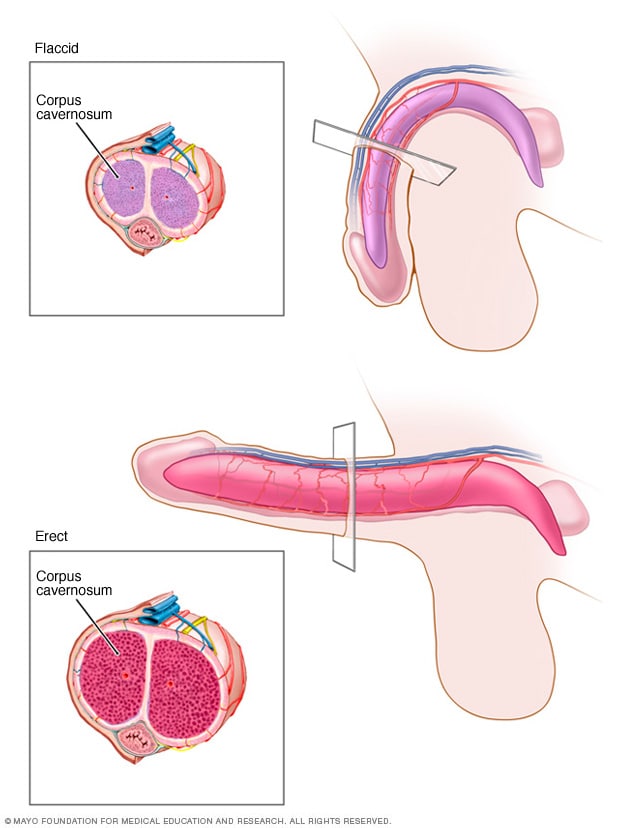 Flacid And Erect Penis 35