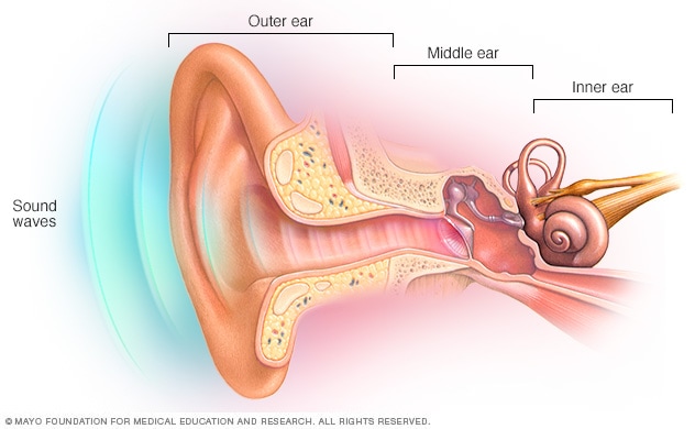 The outer ear, middle ear and inner ear