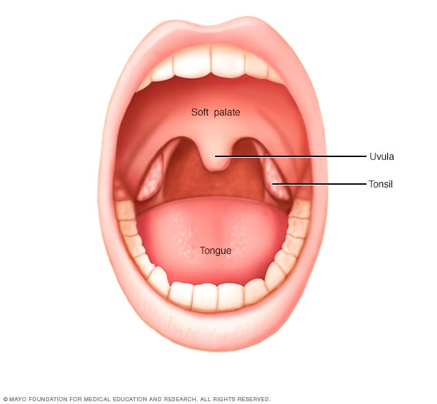 口腔和扁桃体的位置