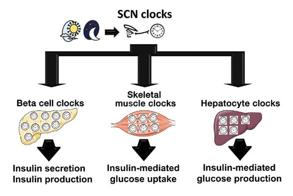 Human circadian system as a multilevel oscillator network