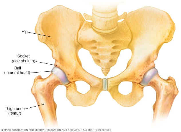 Los huesos que forman la articulación de la cadera