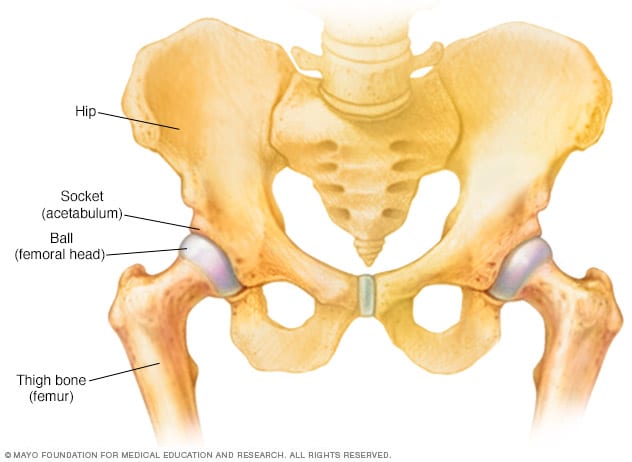 The bones that make up the hip joint