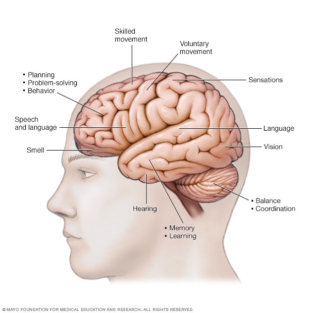 Ilustración de las funciones cerebrales 
