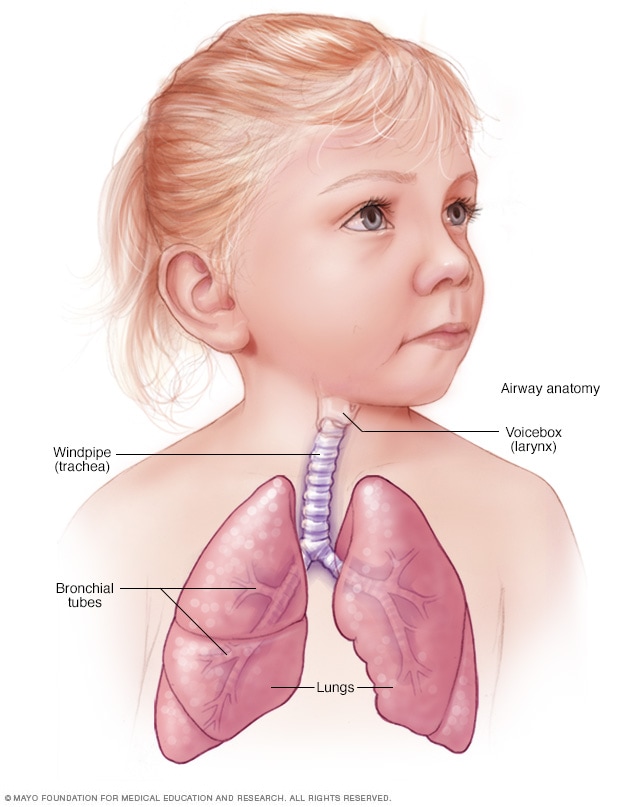 Vías respiratorias sanas de un niño