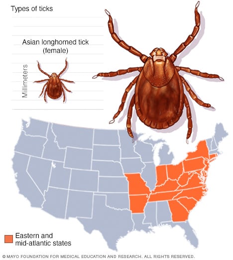 Asian longhorned tick