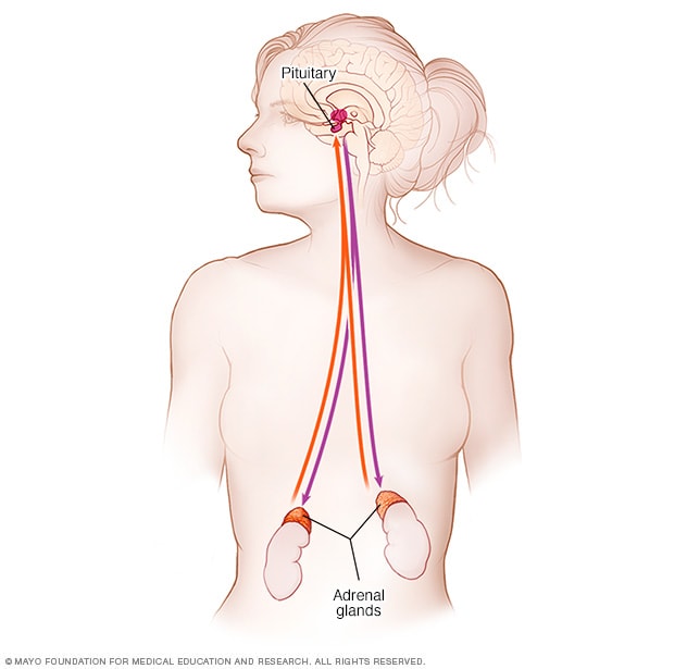 Sistema endócrino de la glándula suprarrenal